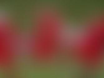 Heel Tough Blog: 2020 3✮ ATH Jefferson Boaz Commits to Carolina