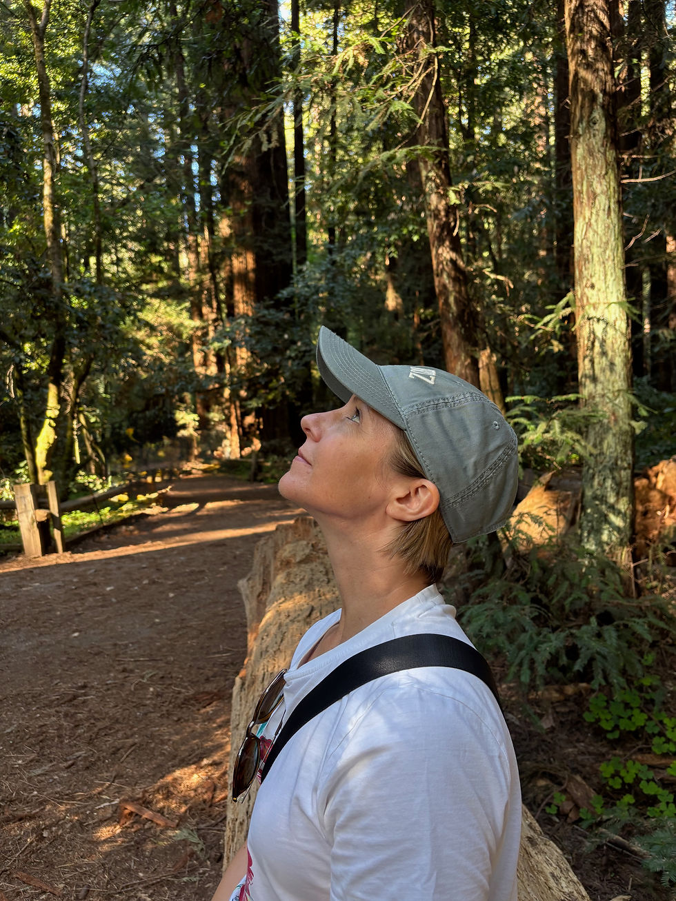 Looking up at the 90m tall trees
