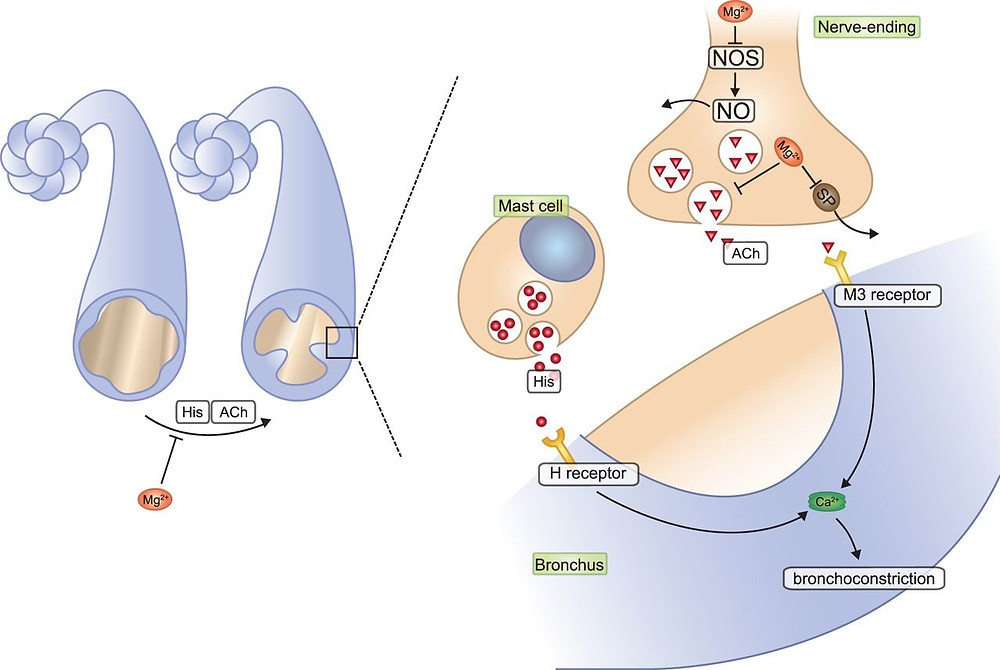 How Epsom salt works