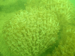 Goniopora_tenuidens TM-FT 2016-07-27