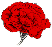 carnation.gif