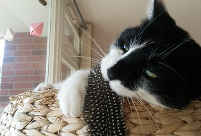 Katze spielt mit Feder, Lucky Cat mobile Katzenbetreuung Hamburg