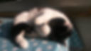 Katze Lilly geniesst die Sonnenstrahlen, Lucky Cat mobile Katzenbetreuung Hamburg