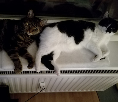 Katzen liegen auf Kratzbaum, Katzen schauen aus dem Fenster, Lucky Cat mobile Katzenbetreuung Hamburg