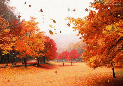 fall-gif-1.gif