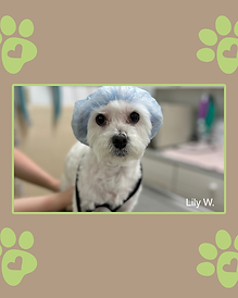 Small, white, dog, Lily W in a surgical cap
