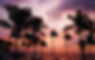 compressed sunset palm trees.jpg