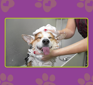 Happy corgi enjoys a bath at Gainesville Animal Hospital; spa services