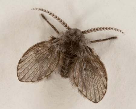 drain fly
