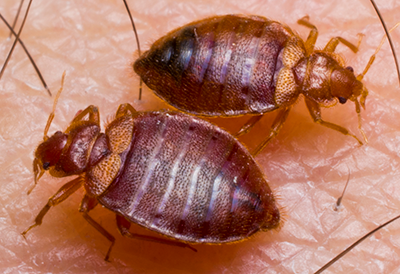 bedbugs feeding