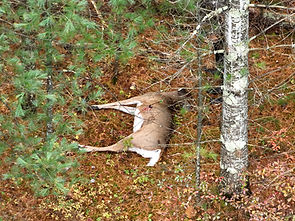 Deer lying beneath evergreen branches beside a white-birch tree with arrow.