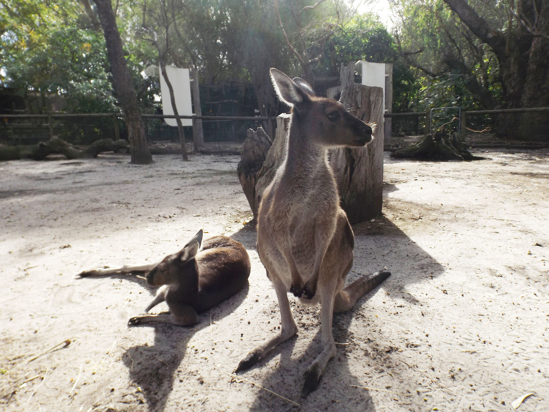Peel zoo