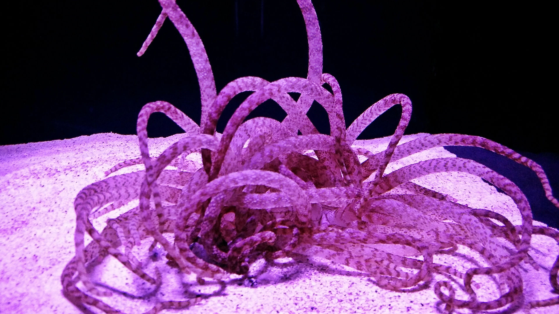 AQWA