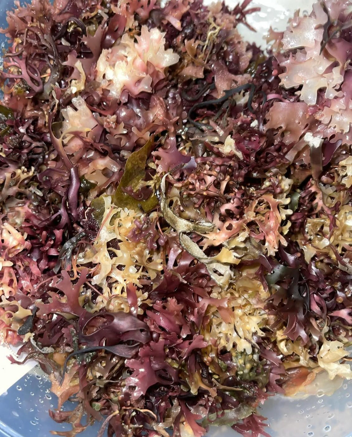 Dried Purple Sea Moss