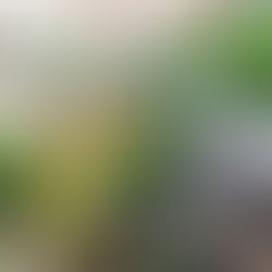 Herbal Remedies for Everyday Ailments 🌱