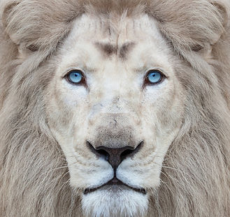 White lion with blue eyes portrait, look