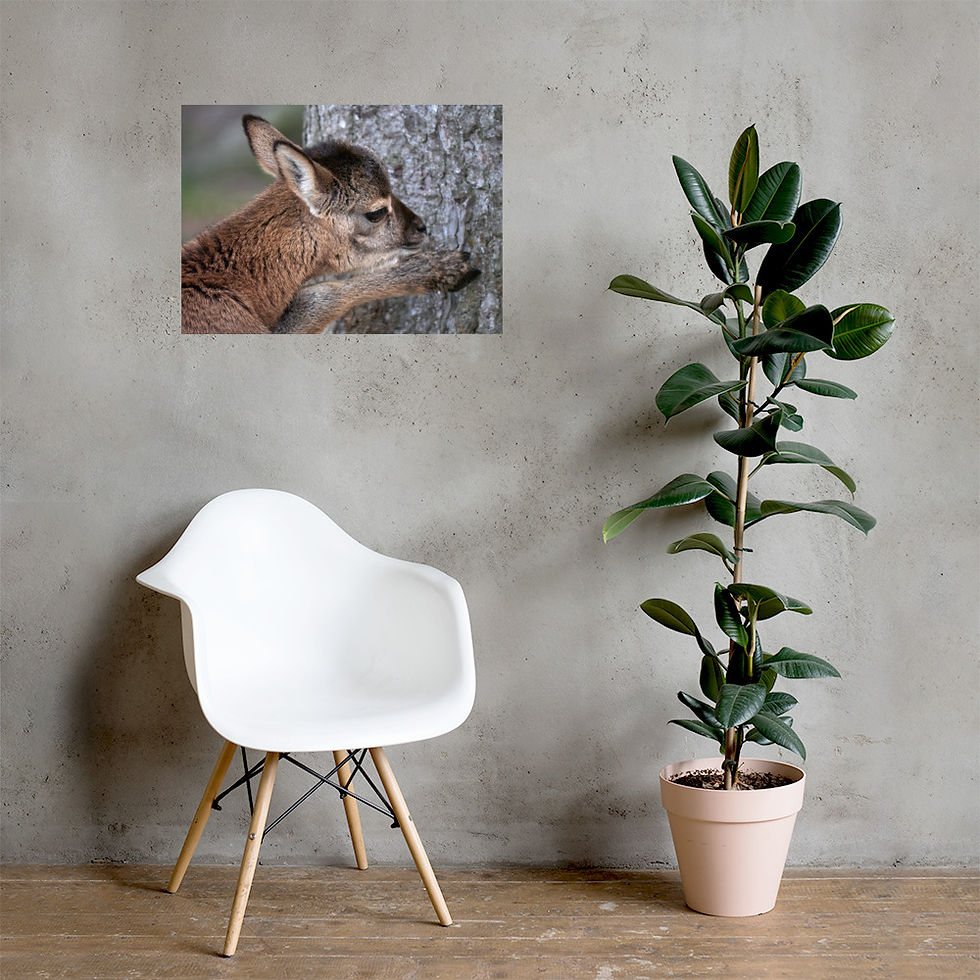 Miniaturbild: Baby Mufflon am Baum (Poster)