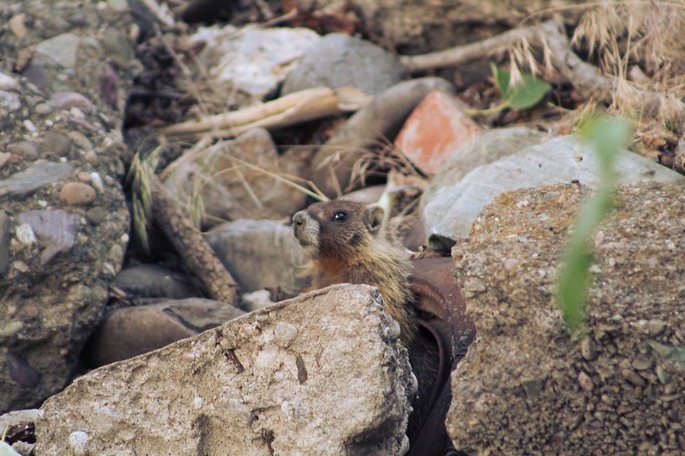 Bad SEO keeps your business hiding in the rocks.