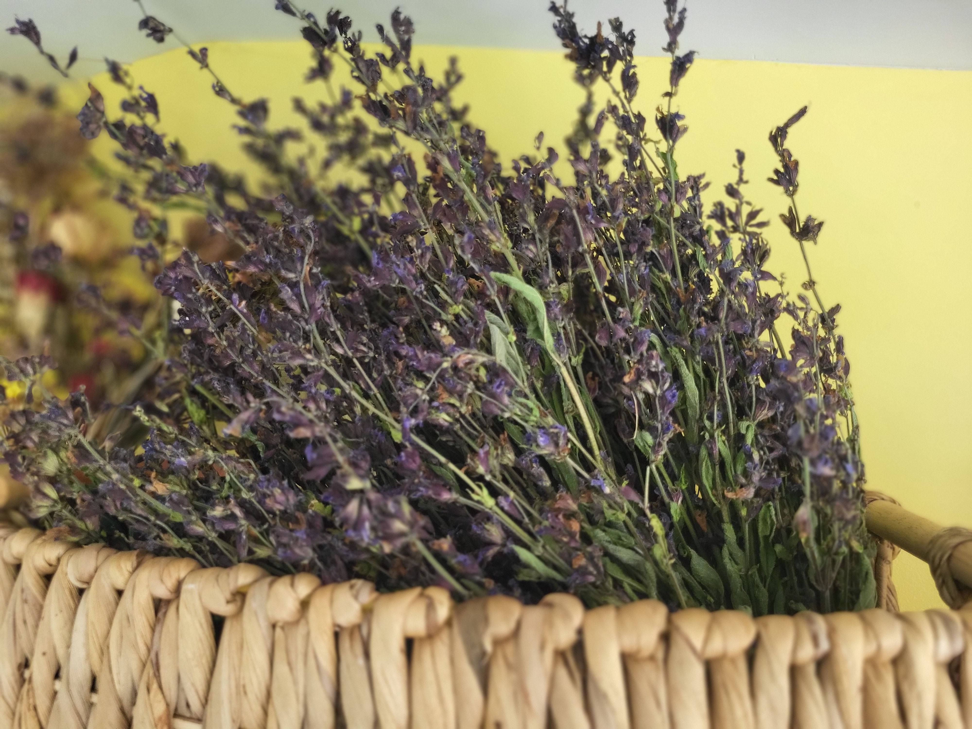 Dried Sage Bundles