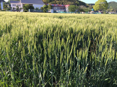 麦畑、発見