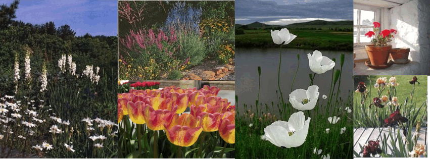 The Urban - Suburban Gardener