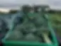broccoli_2.jpg 2024.webp
