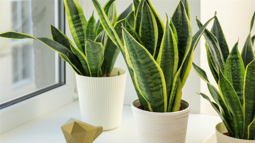 Sansevieria