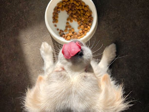 Comment changer favorablement l'alimentation du chien ?