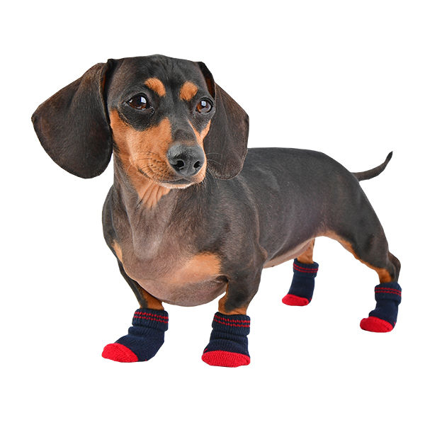 Bas-chien-pard-so1591-Puppia-Animal-Expert-St-Bruno