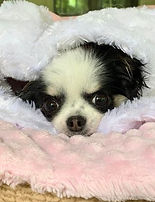 Ti-Boute chien de l'animalerie Animal Expert St-Bruno