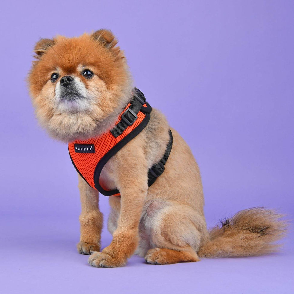 Miniature : Harnais-Puppia-Paja-AC617-pitou-Animal-Expert-St-Bruno