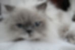 Le chat Himalayen - race de chat