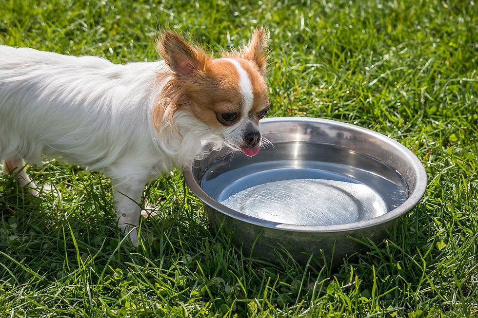 L'hydratation chez votre animal