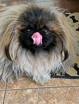 Bouddha chien de l'animalerie Animal Expert St-Bruno