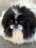 Léonie chien de l'animalerie Animal Expert St-Bruno