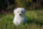 le bichon maltais une race de chien idéale