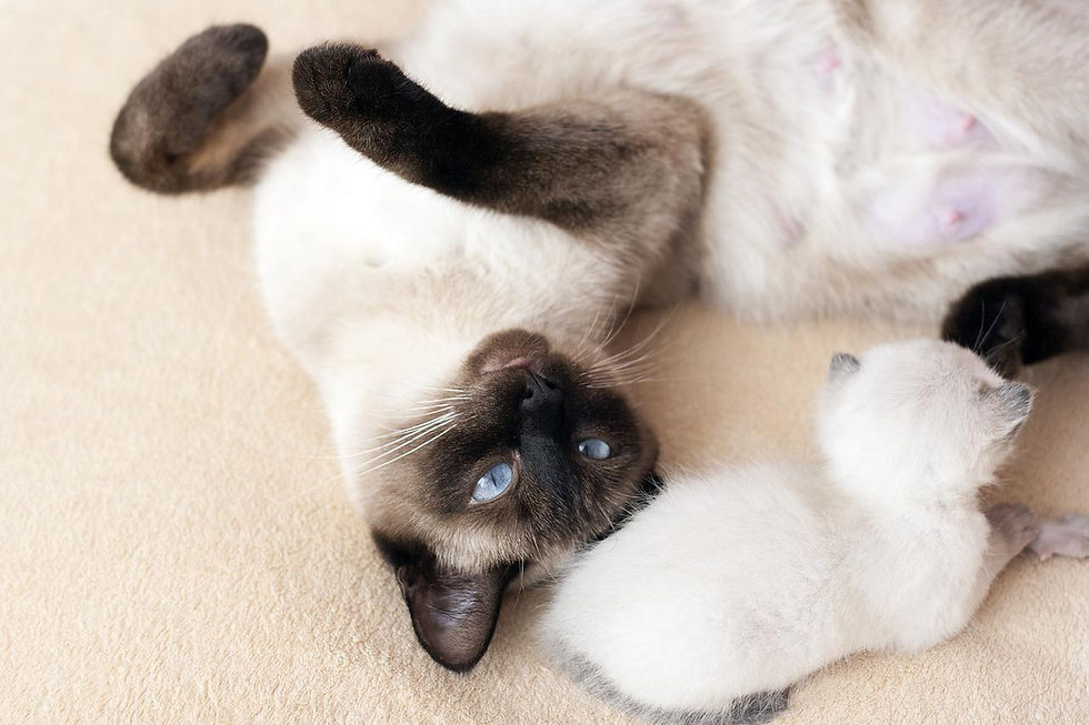 La race de chat siamois, une beauté unique
