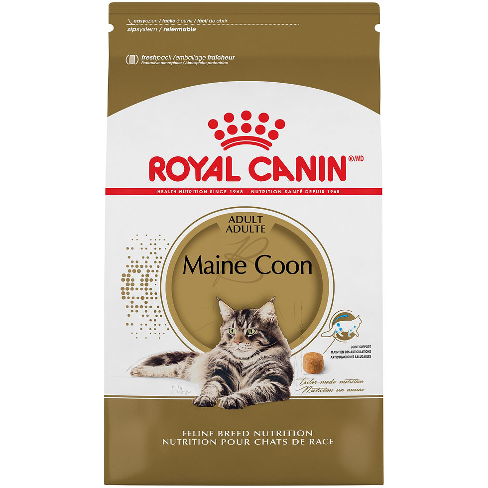 Royal Canin Maine Coon Animal Expert St-Bruno