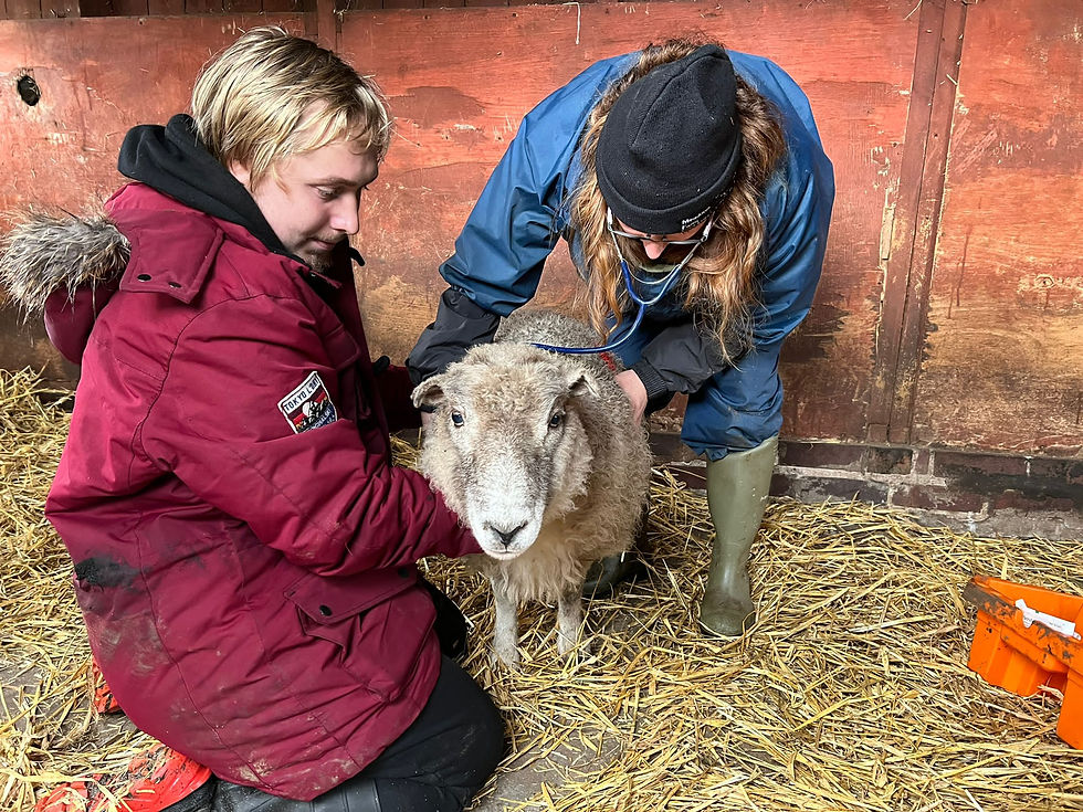 A busy week for our sanctuary Vets!