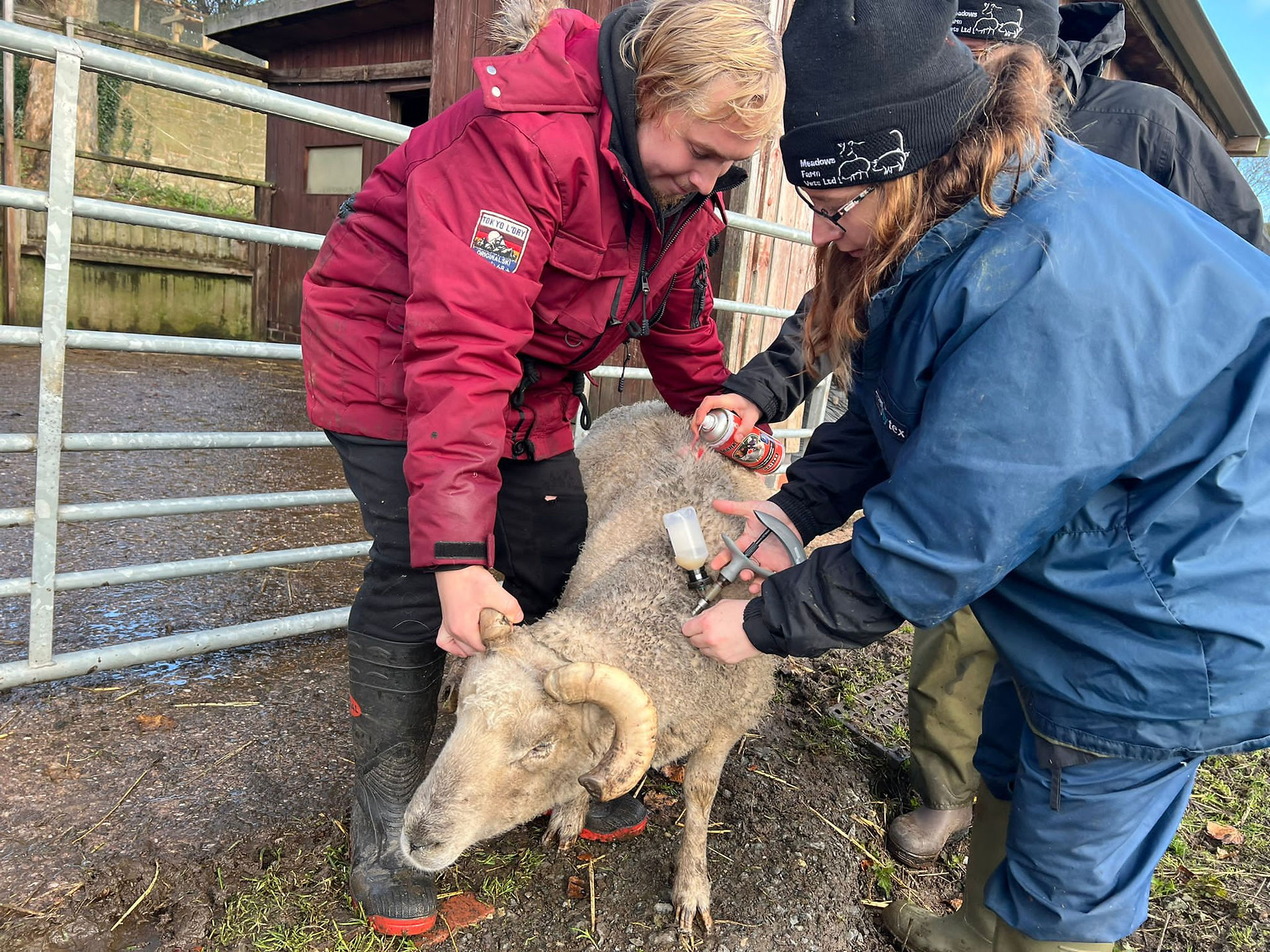 Roma having his vaccine - you can see he is also being sprayed with a red dot. Each sheep is sprayed with a temporary marker so we know who has had their medicine and who still needs to have it in case we should lose track with 40+ sheep to treat! Don't worry, this will wash off over time!
