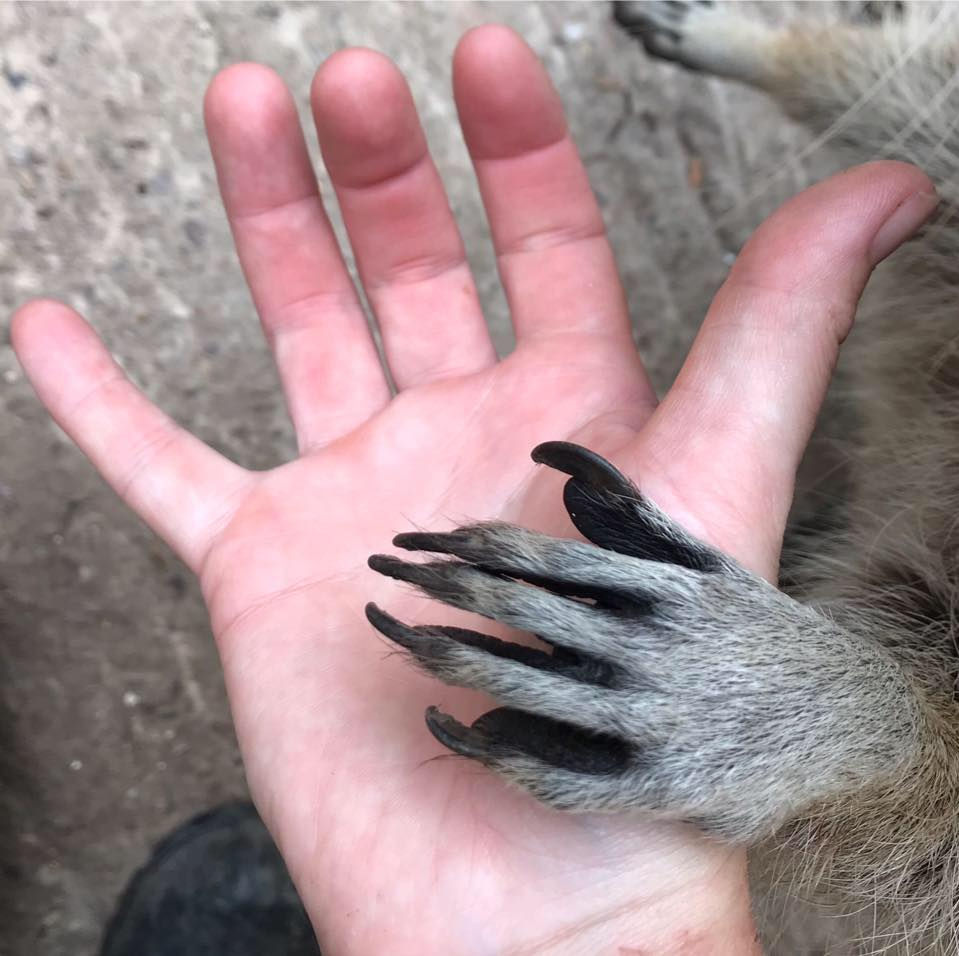 Brockswood Lesson Raccoons