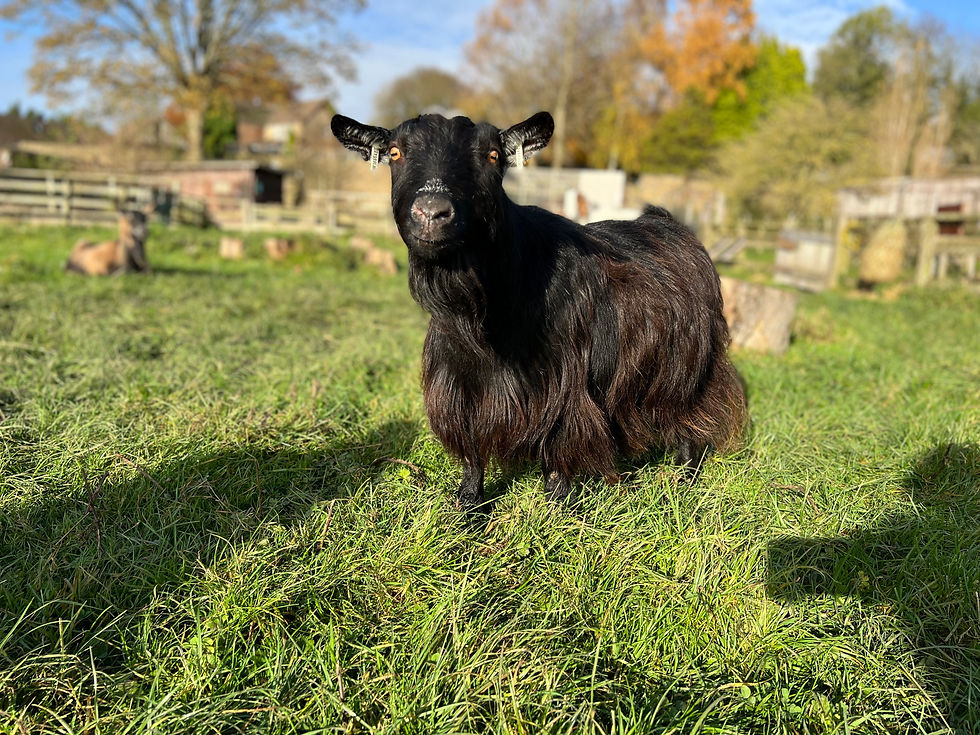 Thumbnail: Sanctuary Goat Experience Gift Voucher 🐐