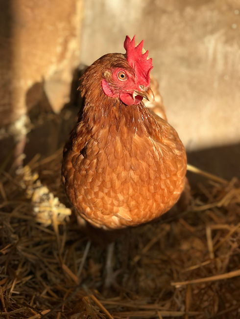 Six Hens.jpeg