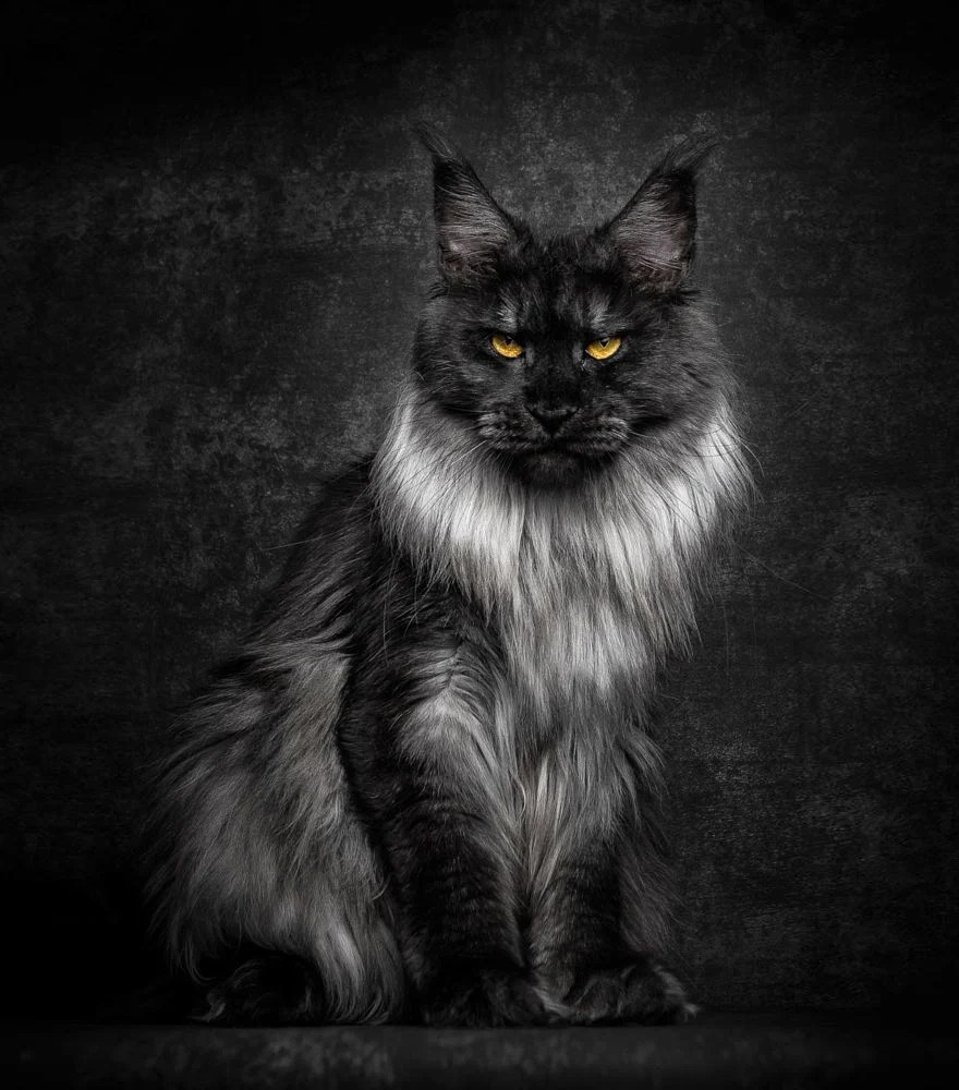 The Maine Coon