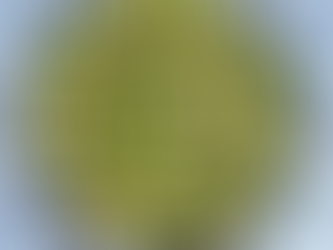 Carpaccio de courgettes