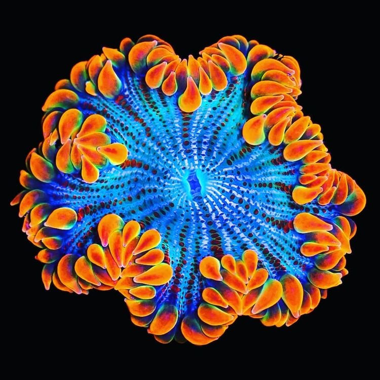 Concept study I, Coral reef