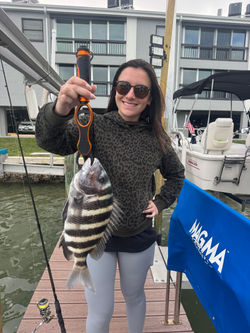 Jena big sheepshead