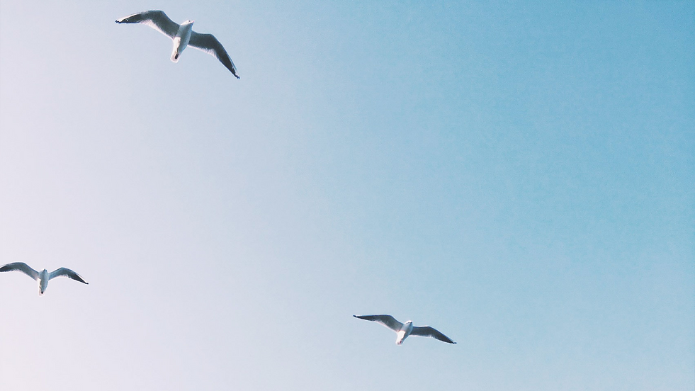 C50D2C8A-6244-4344-8183-76DA5842CAB4_edi