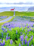 Lupine in Summer