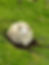 Faroe's sheep